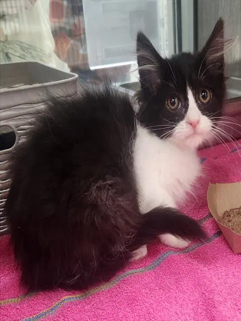 Andromeda - Domestic Long Hair