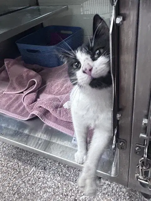 Franklin - Domestic Short Hair