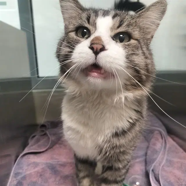 Kingfisher - Domestic Short Hair