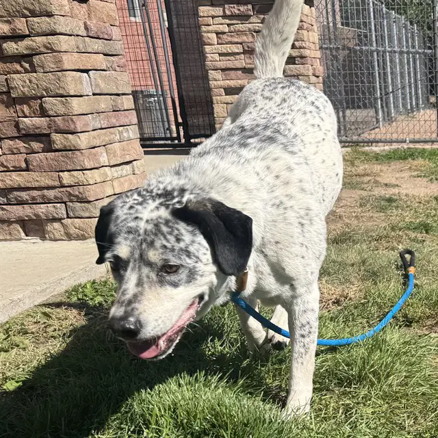 Sushi Roll - Australian Cattle Dog/Blue Heeler