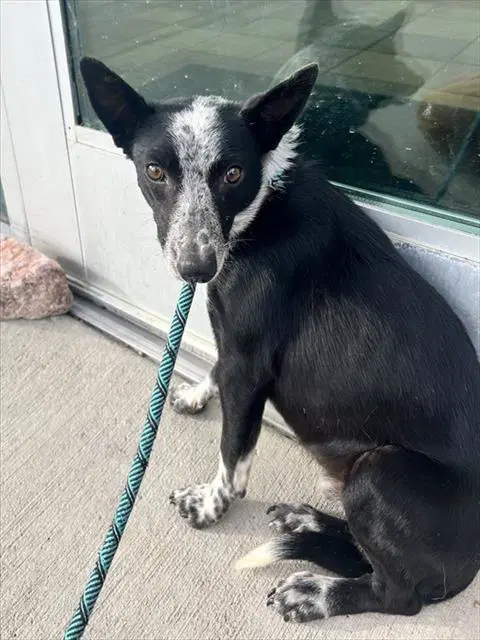 Victor - Australian Cattle Dog/Blue Heeler