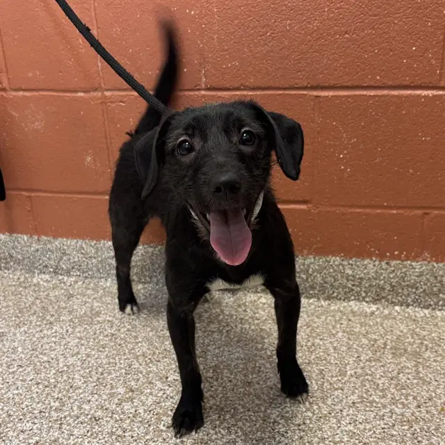 Pipsqueak - Labrador Retriever