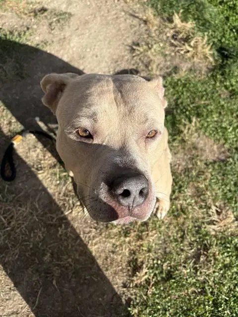 Dakota - American Bulldog
