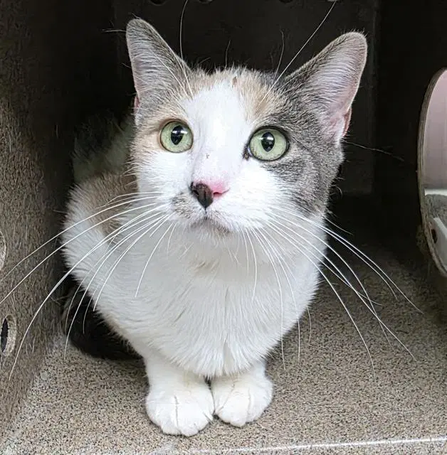 Saffron - Domestic Short Hair