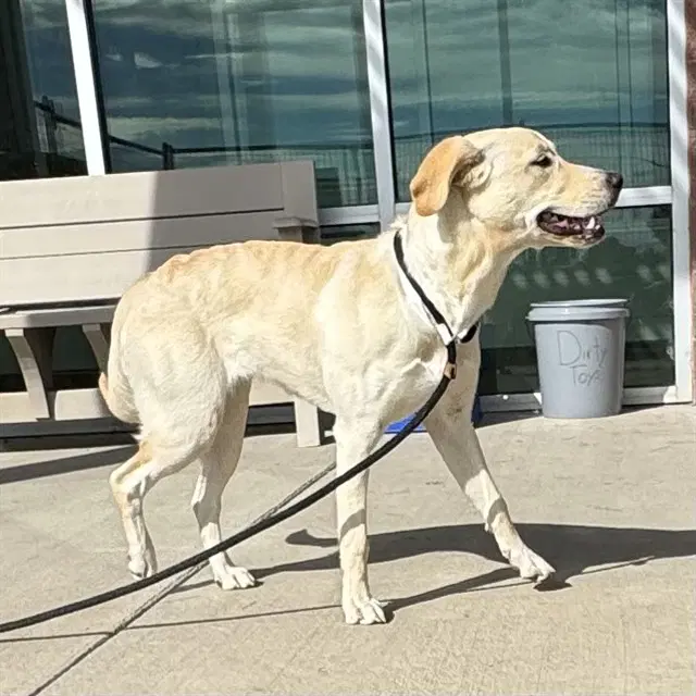 Darling - Labrador Retriever