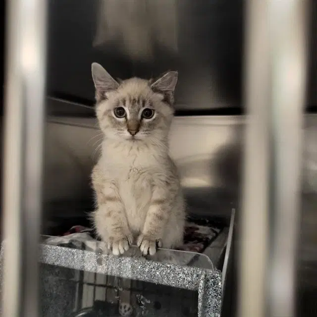Zebra - Domestic Short Hair