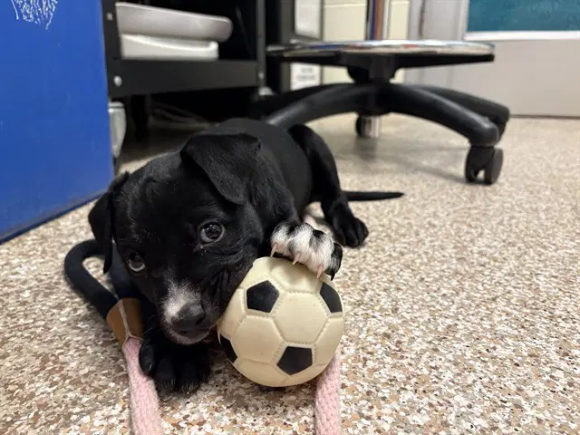 Ted Lasso - Pit Bull Terrier
