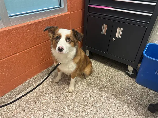 Nala - Australian Shepherd