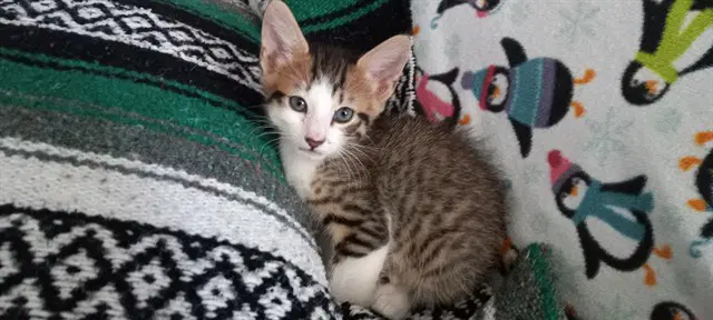Indigo - Domestic Short Hair