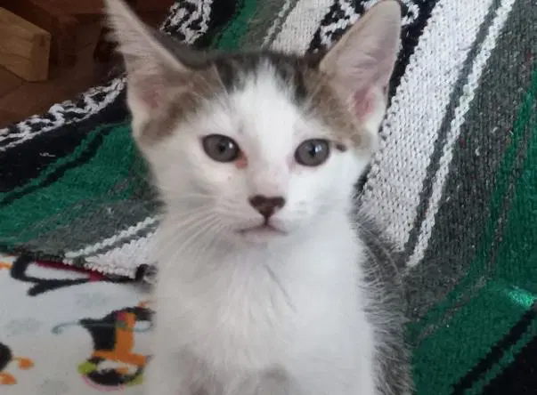 Ginger - Domestic Short Hair