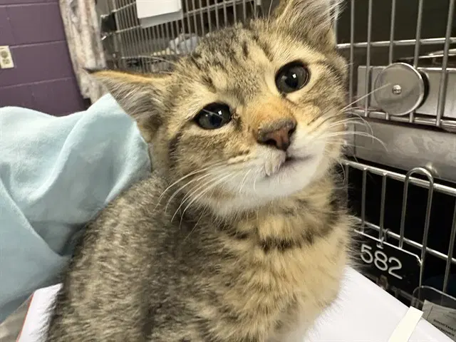 Edmund - Domestic Short Hair