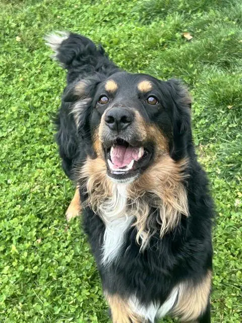 Benny - Australian Shepherd