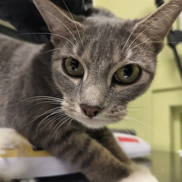 Margot - Domestic Short Hair