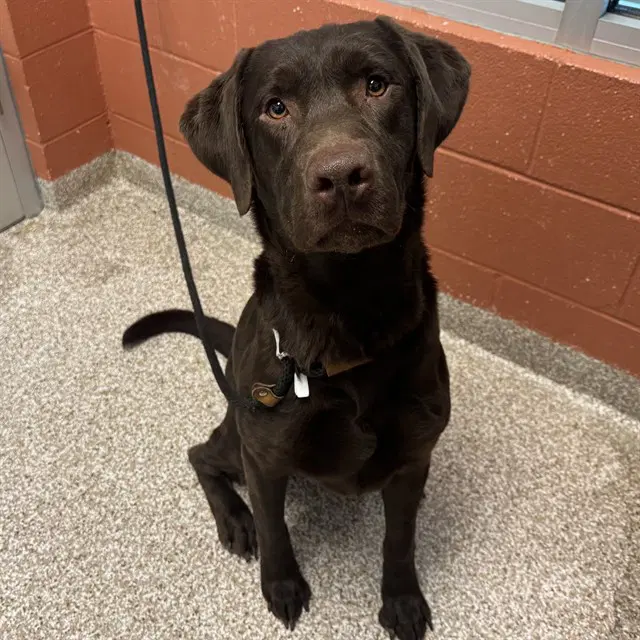 Cooper - Labrador Retriever