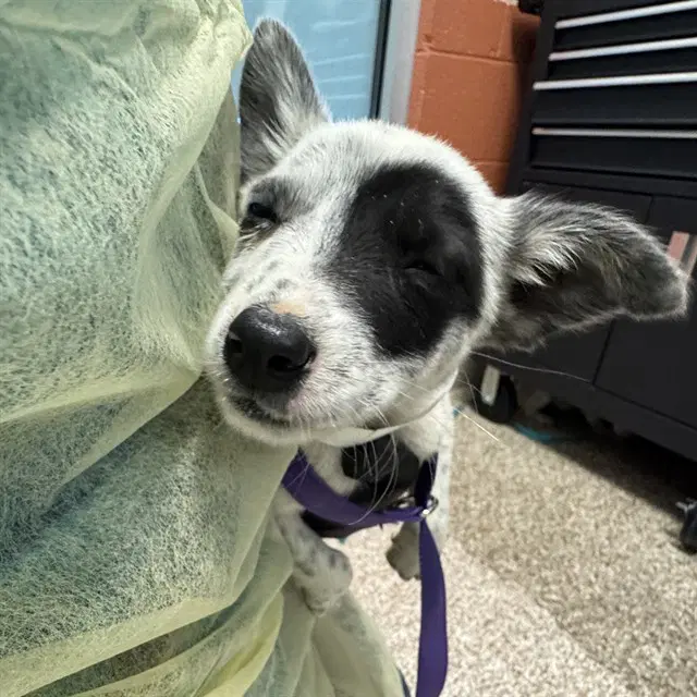 August - Australian Cattle Dog/Blue Heeler