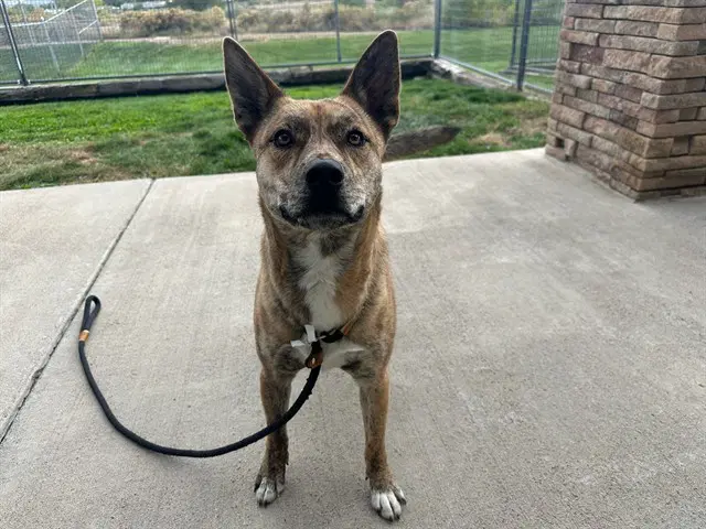 Artemis - German Shepherd Dog