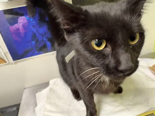 Wynona - Domestic Short Hair