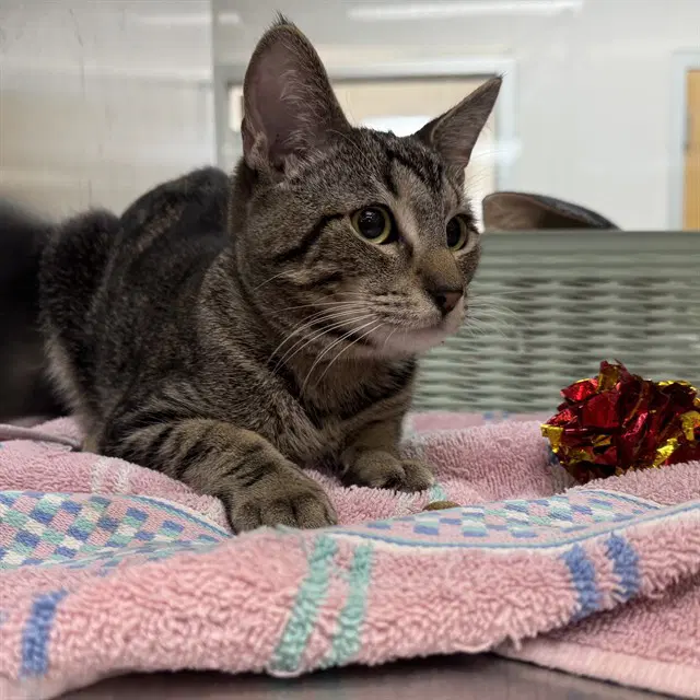 Sterling - Domestic Short Hair