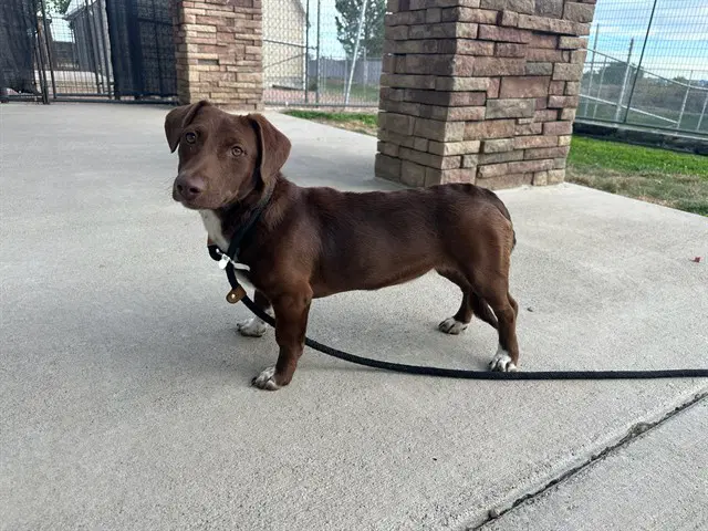Tootsie - Dachshund