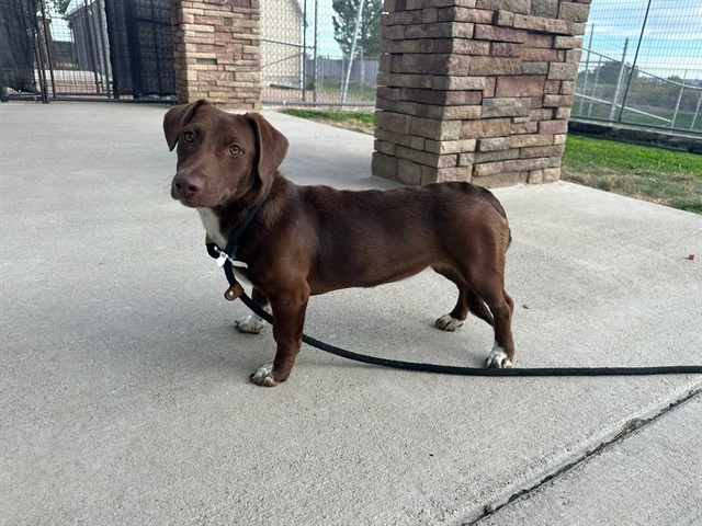 Tootsie