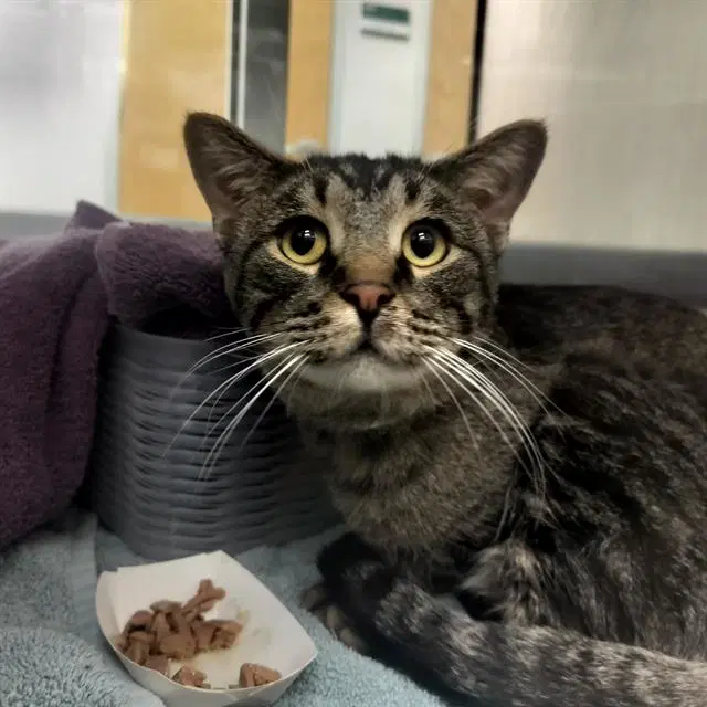 Pete The Cat - Domestic Short Hair