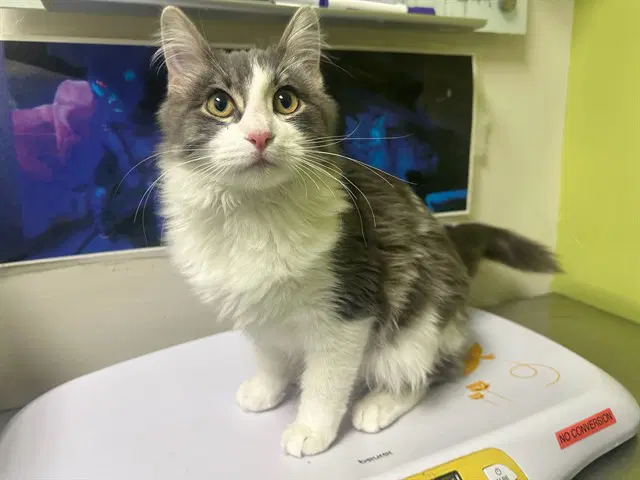 Blue - Domestic Long Hair