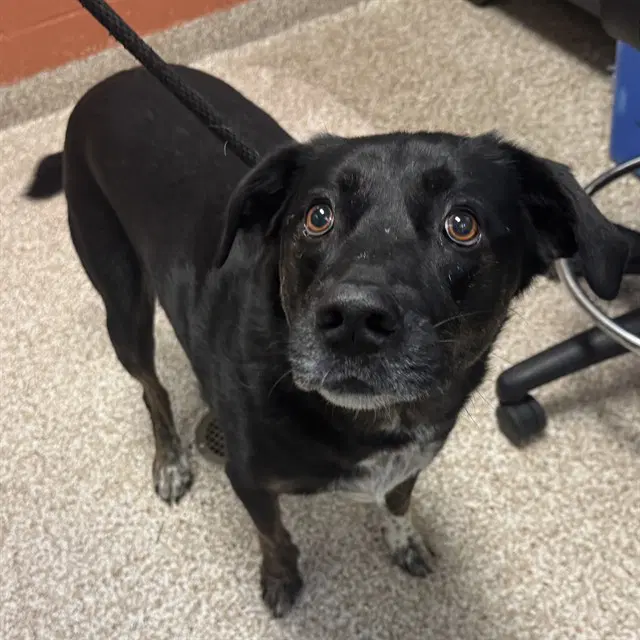 Turbo - Labrador Retriever