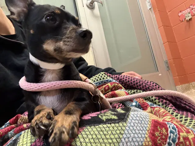 Honey - Chihuahua