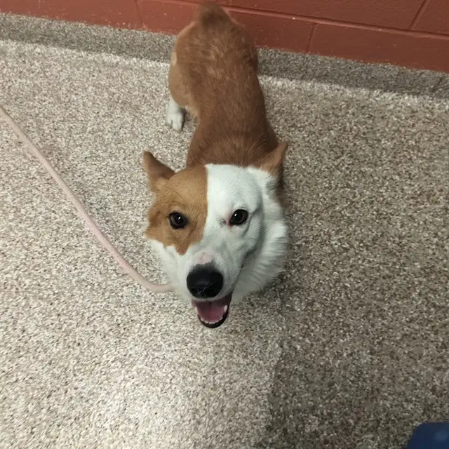 Lenny - Pembroke Welsh Corgi