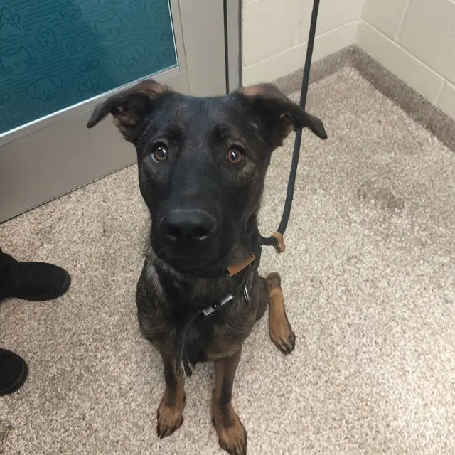 Zeus - German Shepherd Dog