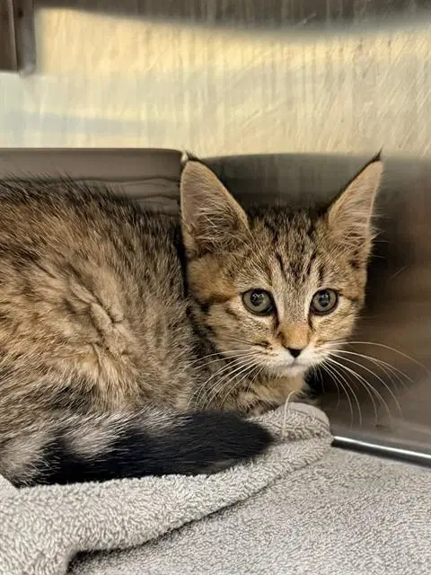 Ellie - Domestic Short Hair