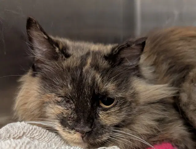 Frannie - Domestic Long Hair