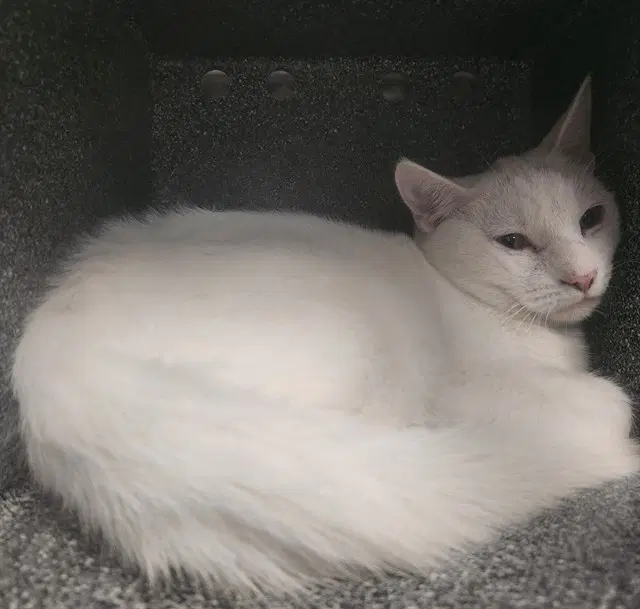 Wally - Domestic Short Hair