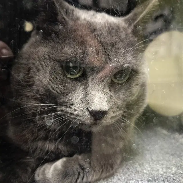 Komochi - Domestic Short Hair