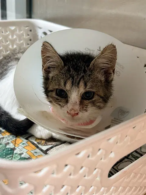 Layla - Domestic Short Hair