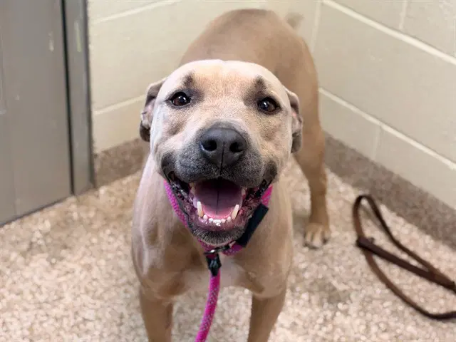 Ozzie - Pit Bull Terrier