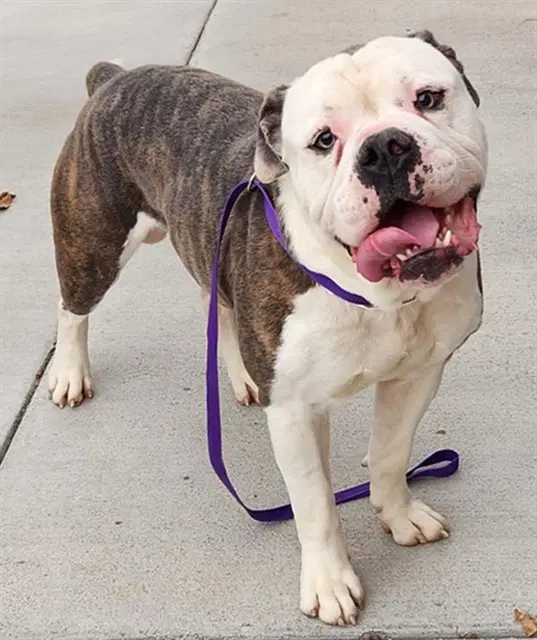 Hugo - English Bulldog