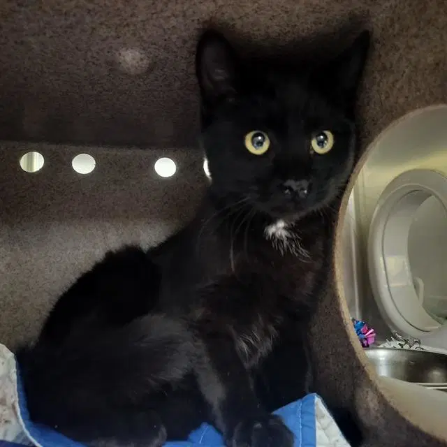 Torrin - Domestic Short Hair