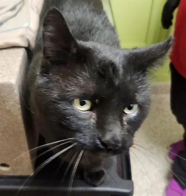 Roy - Domestic Short Hair
