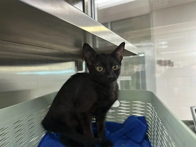 Wanda - Domestic Short Hair
