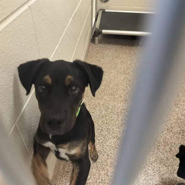 Serena - Rottweiler