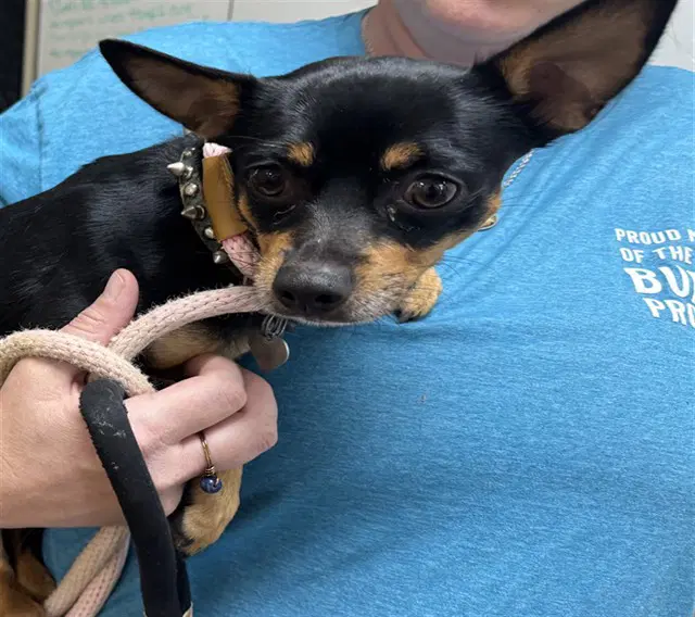 Captain - Chihuahua