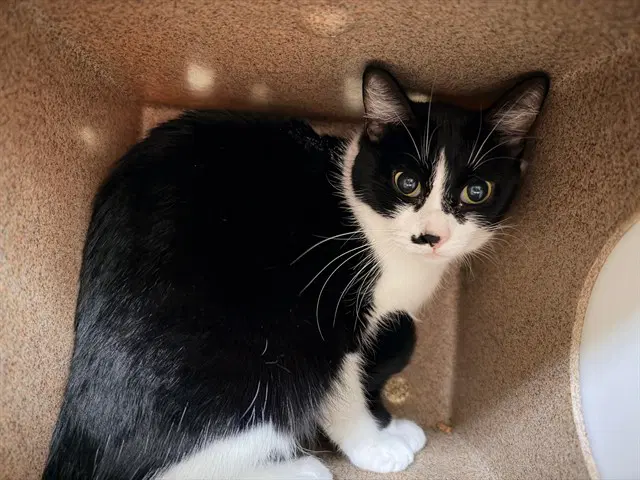 Rosalita - Domestic Short Hair