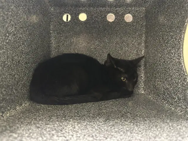 Jojum - Domestic Short Hair