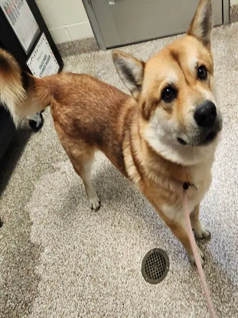 Donner - Chow Chow