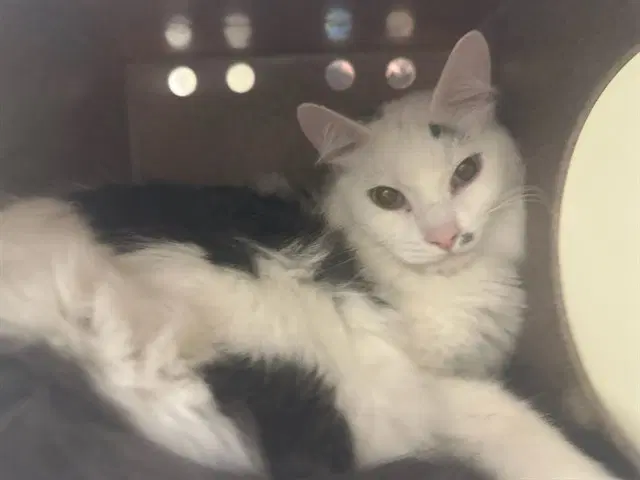 Fluffy - Domestic Long Hair