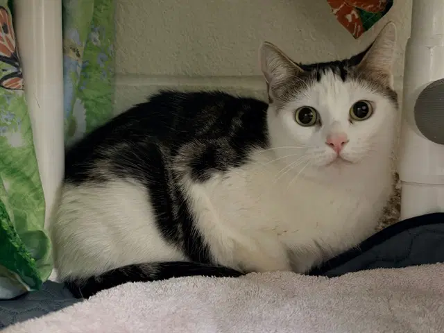 Artemis Jade - Domestic Short Hair