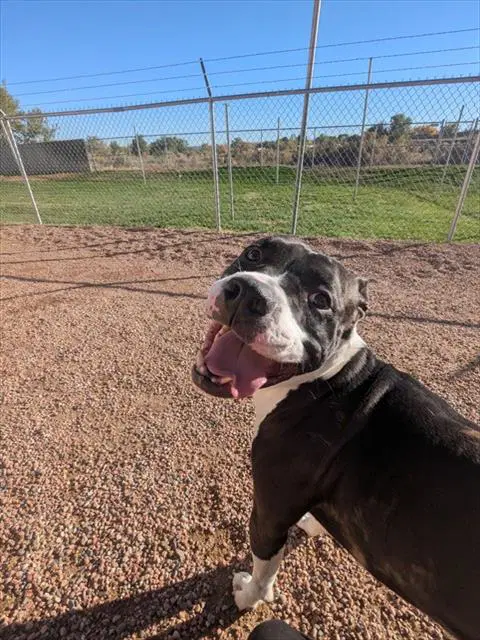 Dobby - Pit Bull Terrier
