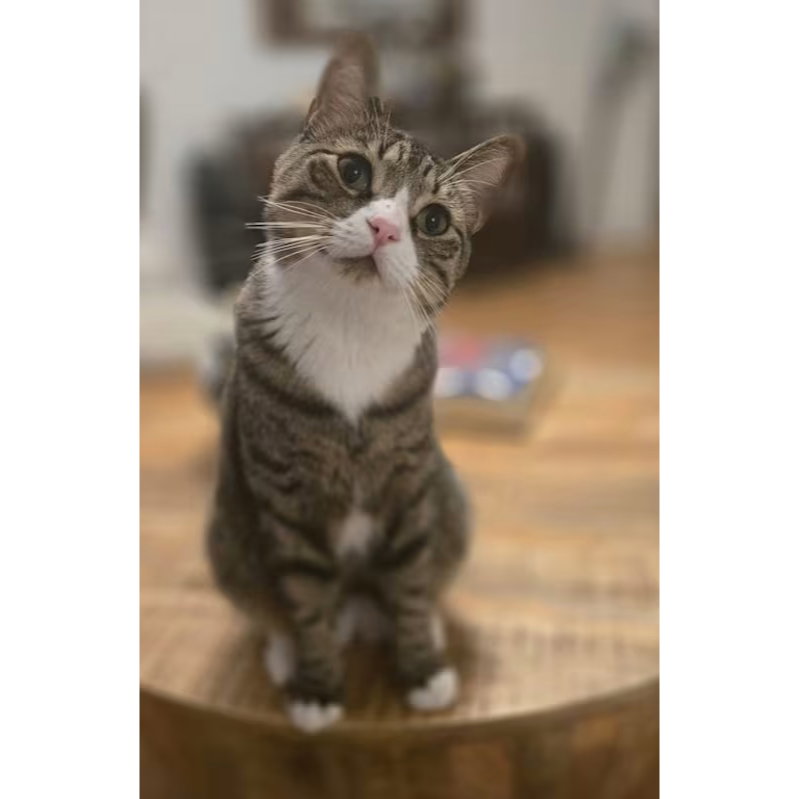 Chico