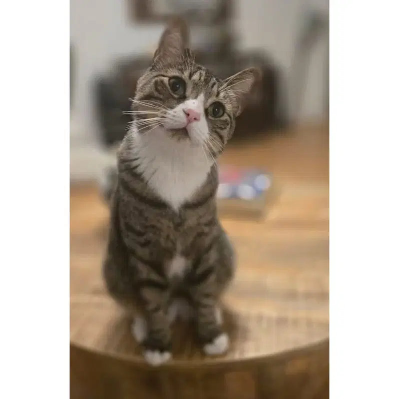 Chico - Domestic Short Hair
